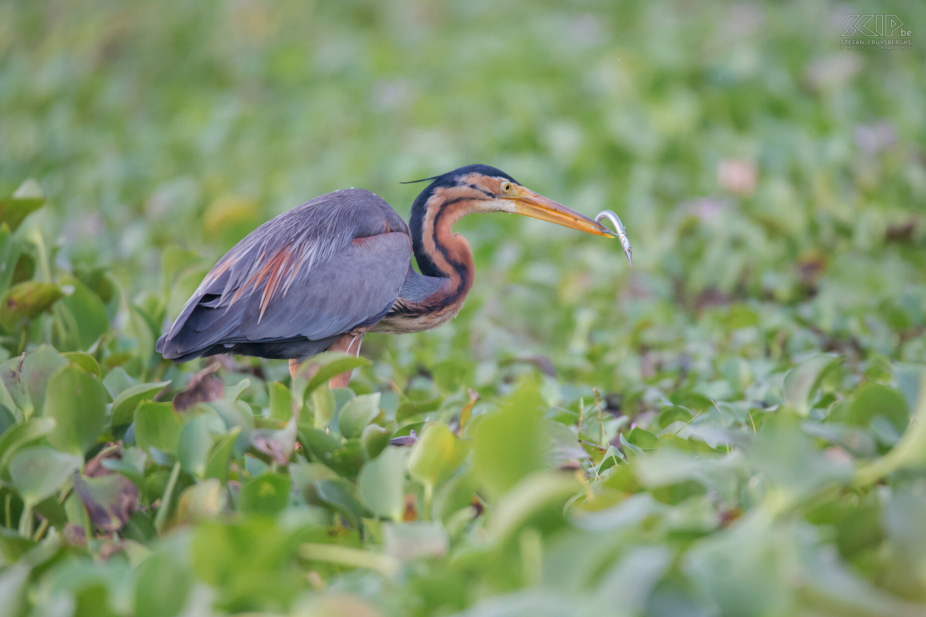 Kumarakom - Purperreiger Het Kumarakom Bird Sanctuary ligt vlakbij het Vembanad meer, het grootste zoetwatermeer in de deelstaat Kerala. Het is het een deel van de beroemde 'backwaters' van Kerala en vele soorten trekvogels bezoeken deze plaats. We zagen een purperreiger (Purple heron, Ardea purpurea) die een visje ving.  Stefan Cruysberghs